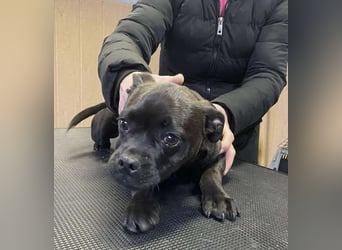 Lenda, kleine Bully-Mix Hündin sucht Traumzuhause