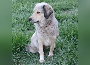 Jenni: sucht ein Zuhause / eine Pflegestelle