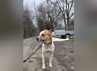 Tina, verspielt und freundlich. Vermittlung nur nach A/CH/NL oder SWE