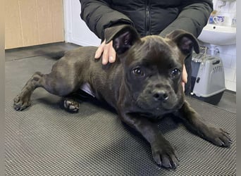 Lenda, kleine Bully-Mix Hündin sucht Traumzuhause