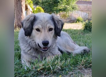 Jenni: sucht ein Zuhause / eine Pflegestelle