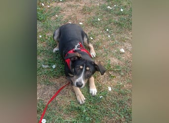 Nelly sucht ein zu Hause