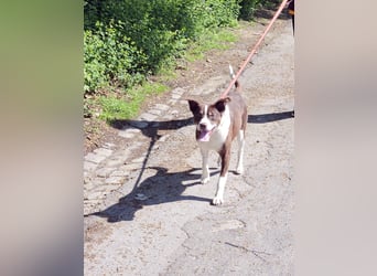 Cayo, 5 Jahre, sucht passenden Deckel
