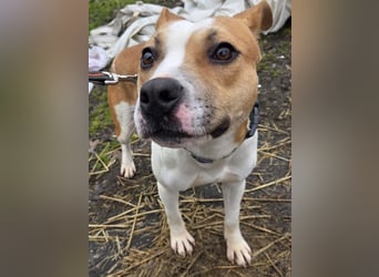 Tina, verspielt und freundlich. Vermittlung nur nach A/CH/NL oder SWE