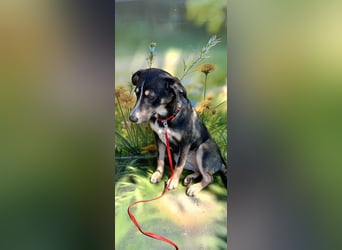 Nelly sucht ein zu Hause