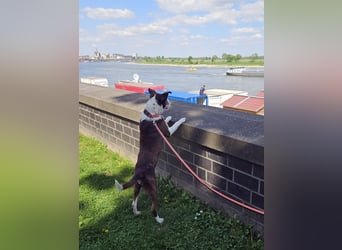 Cayo, 5 Jahre, sucht passenden Deckel