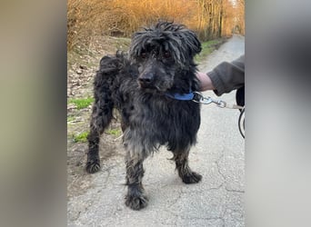 Shifu sucht souveräne Menschen