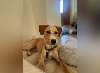 Ivy lebensfrohe Junghündin sucht ihr Zuhause