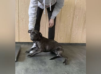 Adidas, sportlich und aktiv