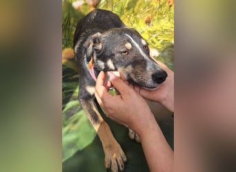 Nelly sucht ein zu Hause