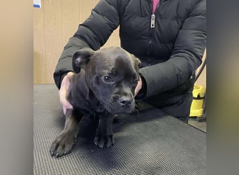 Lenda, kleine Bully-Mix Hündin sucht Traumzuhause