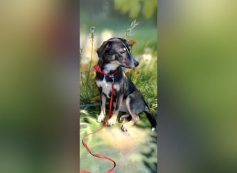 Nelly sucht ein zu Hause