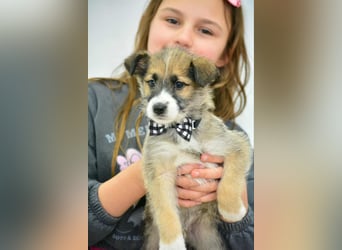 Quirliger Hunter sucht ein Zuhause