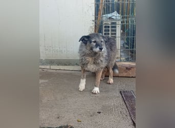  Sandra – sanfte Hündin sucht nach der Hölle ruhiges Zuhause 
