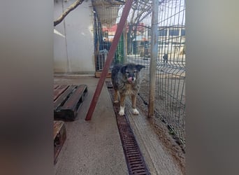  Sandra – sanfte Hündin sucht nach der Hölle ruhiges Zuhause 