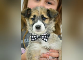 Quirliger Hunter sucht ein Zuhause