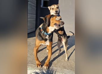  Bari – ein besonderer Schatz sucht sein Für-immer-Zuhause 