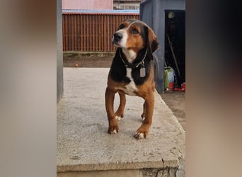  Bari – ein besonderer Schatz sucht sein Für-immer-Zuhause 