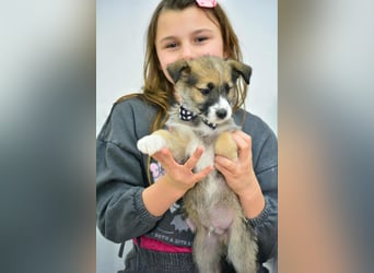 Quirliger Hunter sucht ein Zuhause