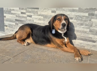  Bari – ein besonderer Schatz sucht sein Für-immer-Zuhause 