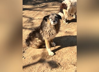  Sandra – sanfte Hündin sucht nach der Hölle ruhiges Zuhause 