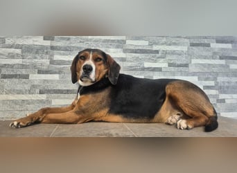  Bari – ein besonderer Schatz sucht sein Für-immer-Zuhause 