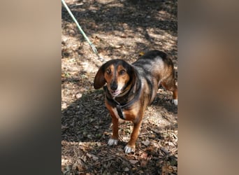 Dory - wartet nun schon so lange auf ihre Familie!