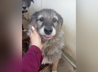  Sandra – sanfte Hündin sucht nach der Hölle ruhiges Zuhause 