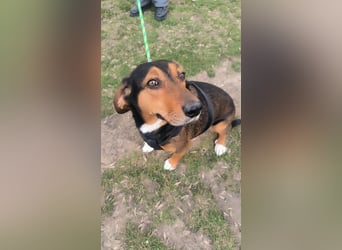 Dory - wartet nun schon so lange auf ihre Familie!