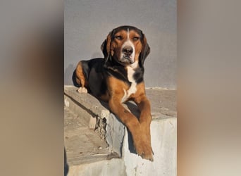  Bari – ein besonderer Schatz sucht sein Für-immer-Zuhause 