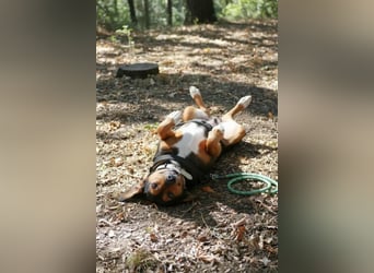 Dory - wartet nun schon so lange auf ihre Familie!