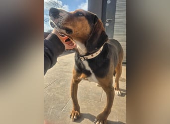  Bari – ein besonderer Schatz sucht sein Für-immer-Zuhause 