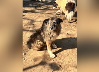 Sandra – sanfte Hündin sucht nach der Hölle ruhiges Zuhause 