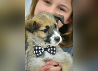 Quirliger Hunter sucht ein Zuhause