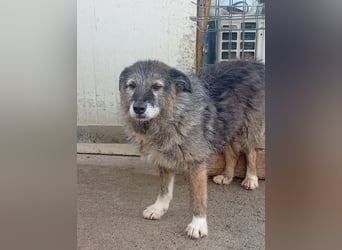  Sandra – sanfte Hündin sucht nach der Hölle ruhiges Zuhause 