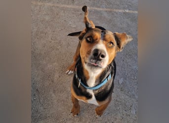  Bari – ein besonderer Schatz sucht sein Für-immer-Zuhause 