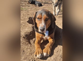  Bari – ein besonderer Schatz sucht sein Für-immer-Zuhause 