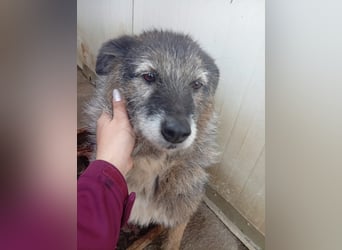  Sandra – sanfte Hündin sucht nach der Hölle ruhiges Zuhause 