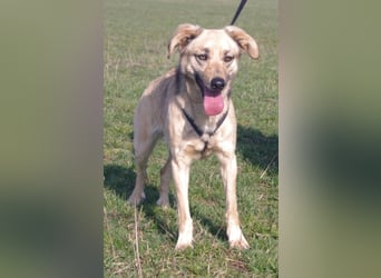 Schüchterner junger Hundemann sucht einfühlsame Menschen 