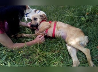 Schüchterner junger Hundemann sucht einfühlsame Menschen 