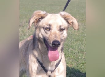 Schüchterner junger Hundemann sucht einfühlsame Menschen 