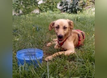 Schüchterner junger Hundemann sucht einfühlsame Menschen 