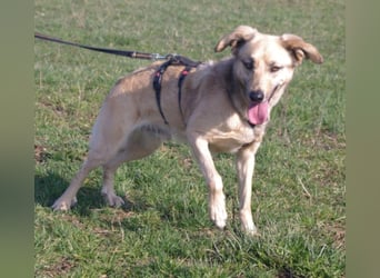 Schüchterner junger Hundemann sucht einfühlsame Menschen 