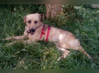 Schüchterner junger Hundemann sucht einfühlsame Menschen 