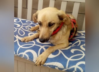 Schüchterner junger Hundemann sucht einfühlsame Menschen 