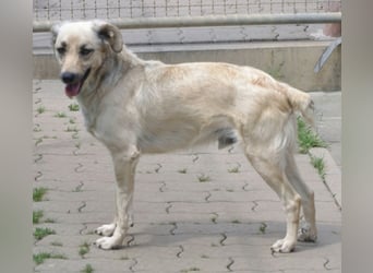 Schüchterner junger Hundemann sucht einfühlsame Menschen 