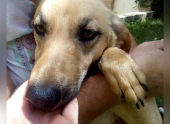 Schüchterner junger Hundemann sucht einfühlsame Menschen 