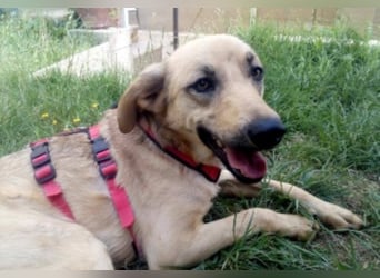 Schüchterner junger Hundemann sucht einfühlsame Menschen 