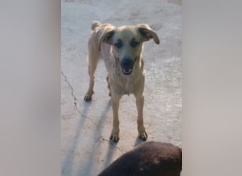 Schüchterner junger Hundemann sucht einfühlsame Menschen 