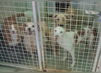 Schüchterner junger Hundemann sucht einfühlsame Menschen 